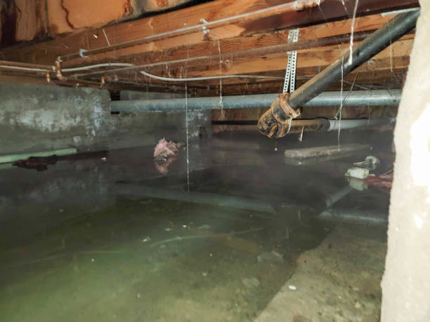Best Flood damage cleanup  in Commerce, TX